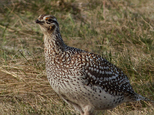 Sharp-tailed Grouse