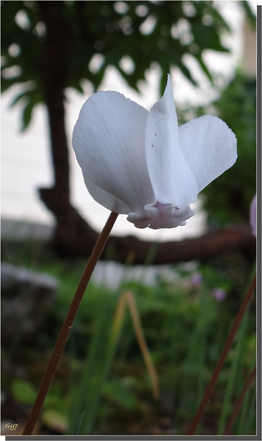 Cyclamen neapolitanum blanc.