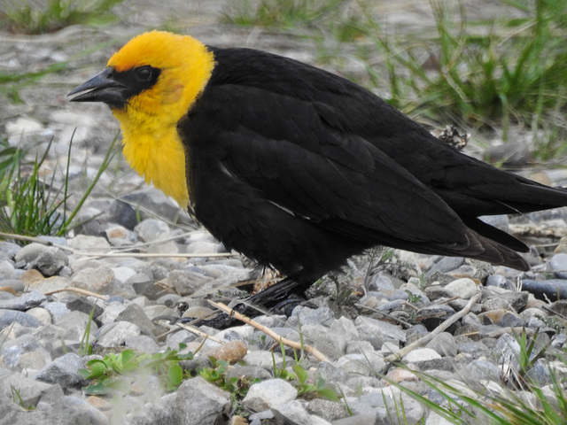 Yellow-headed Blackbird / Xanthocephalus xanthocephalus