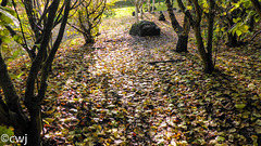 Autumn floor among the hazels