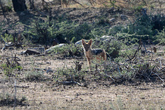 Namibia, Erindi Game Reserve, Small Jackal in Savannah