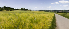 Wurmlinger fields panorama