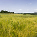 Wurmlinger fields panorama