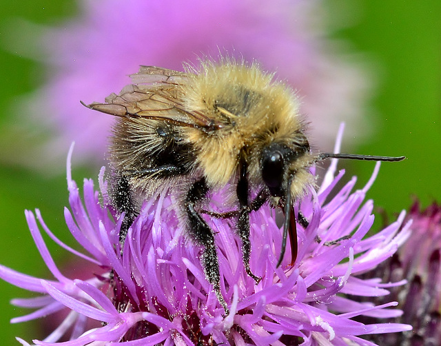 Bee on a Thistle