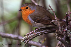 Eurasian Robin   Cant upload a new image So back to this guy to wish all my friends on IP Seasons Greetings