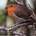 Eurasian Robin   Cant upload a new image So back to this guy to wish all my friends on IP Seasons Greetings