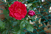fenced roses