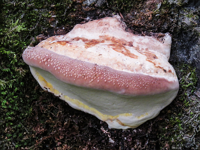 Red-belted Polypore (?) with guttation droplets
