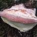 Red-belted Polypore (?) with guttation droplets
