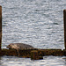Horsey Gap.  Young seal resting on groyne