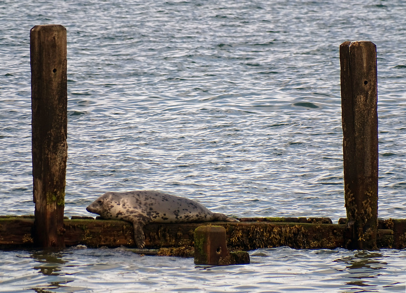 Horsey Gap.  Young seal resting on groyne
