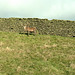 Red deer with dry stone wall at Lyme