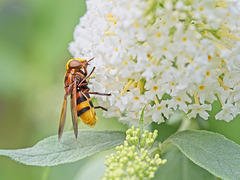 Hornet Mimic Hoverfly (Volucella zonaria) (+PiP)