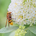 Hornet Mimic Hoverfly (Volucella zonaria) (+PiP)
