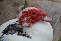 Lisbon, The Muscovy Duck Close up