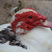 Lisbon, The Muscovy Duck Close up
