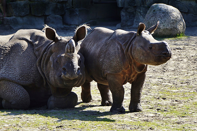 Mutter und Tochter Panzernashorn - Mother and daughter Indian rhinoceros