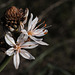 Asphodelus ramosus, Abrótea-de-primavera, gamão, Aspargales, Penedos
