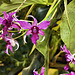 Purple Orchids Dancing – Conservatory of Flowers, Golden Gate Park, San Francisco, California