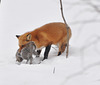 st bruno fox hunting A Dec 2018 DSC 0840