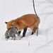 st bruno fox hunting A Dec 2018 DSC 0840