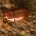 BeetleIMG 1460v2