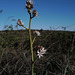 Asphodelus ramosus,  Abrótea-de-primavera, gamão, Penedos