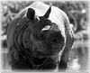 Monochrome Rhino