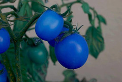 Tomates bleues