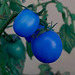 Tomates bleues