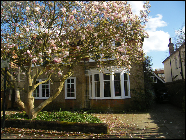 blossom in Moreton Road