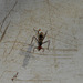 DSCN6073a - mosca-perna-de-pau Taeniaptera annulata, Micropezidae Diptera