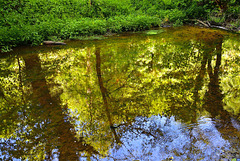 Summer Reflections on the River Derwent, Forge Valley, North Yorkshire