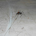 DSCN6074 - mosca-perna-de-pau Taeniaptera annulata, Micropezidae Diptera