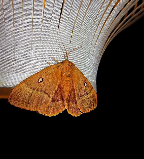 Papillon de nuit