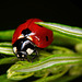 Der Siebenpunkt Marienkäfer macht seine Runde :))  The seven point ladybug makes his rounds :))  La coccinelle à sept points fait sa ronde :))