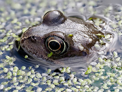 Frog (Rana temporaria)