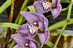 Purple Cymbidium Orchid – Conservatory of Flowers, Golden Gate Park, San Francisco, California