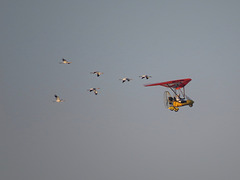Whooping cranes behind an airplane