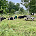Cows having a picnic
