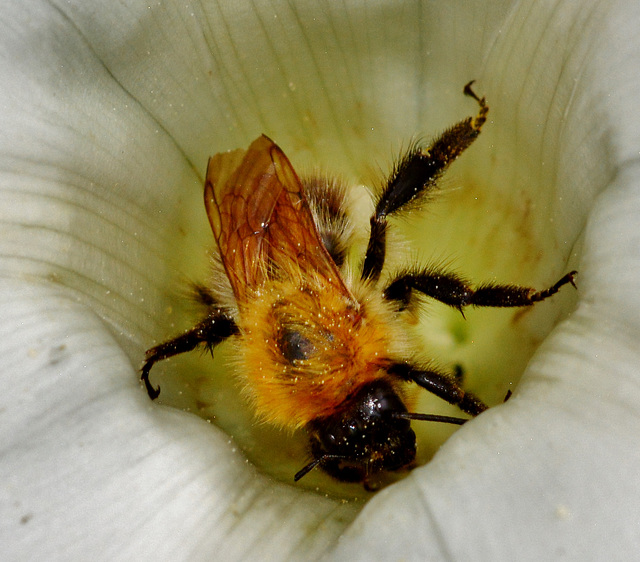 Rummaging Bee 1