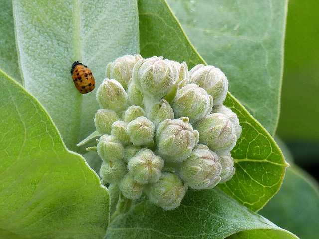 Ladybug larva on Showy Milkweed