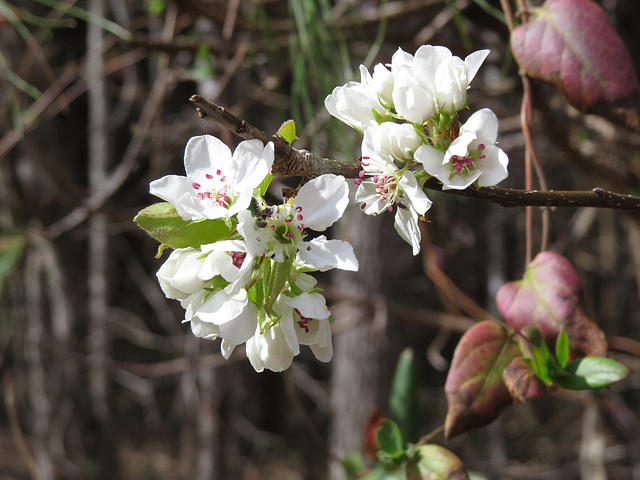 Wild pear flowers