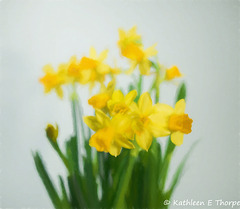 Daffodils Watercolor