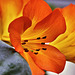 Orange Trumpets – Conservatory of Flowers, Golden Gate Park, San Francisco, California