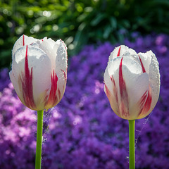 2 Tulpen (2)