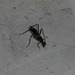 DSCN6075a - mosca-perna-de-pau Taeniaptera annulata, Micropezidae Diptera