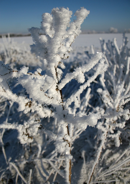 Jack Frost ! 21st December 2010
