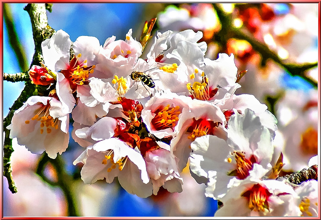 Blossoms of the almond tree. ©UdoSm