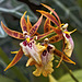 Brown Epidendrum Orchids – Conservatory of Flowers, Golden Gate Park, San Francisco, California